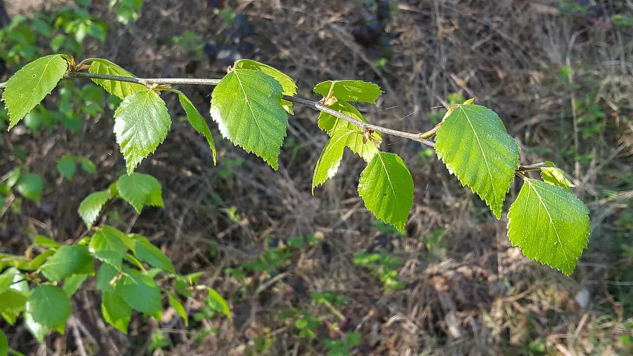 laser biologico ricerca laboratorio betulla arachidi
