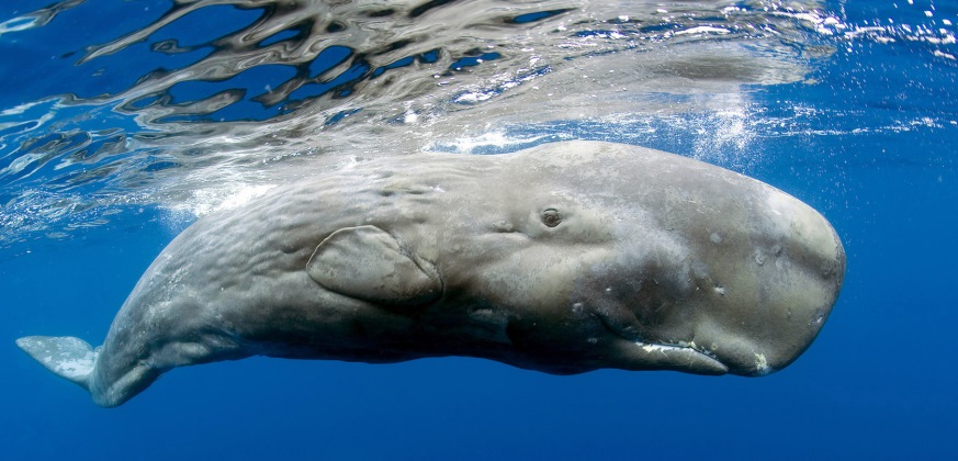 capodogli comunicazione vocali oceano profondo