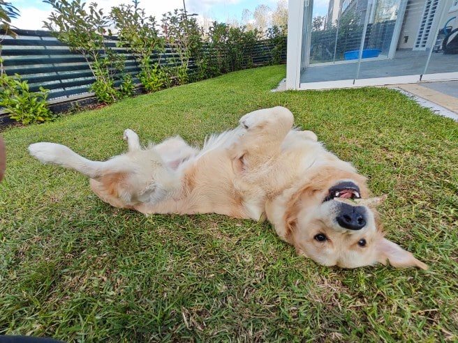 Buddy cane golden retriever Levoit LVAC-300 PET