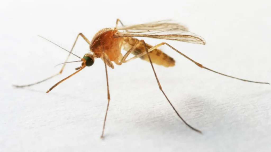 Stampa 3D precisione necroprinting