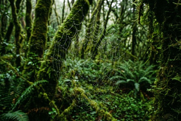 biofobia natura foresta bosco paura disgusto
