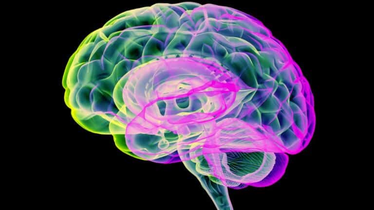 respirazione controllata anidride carbonica impulsi cervello
