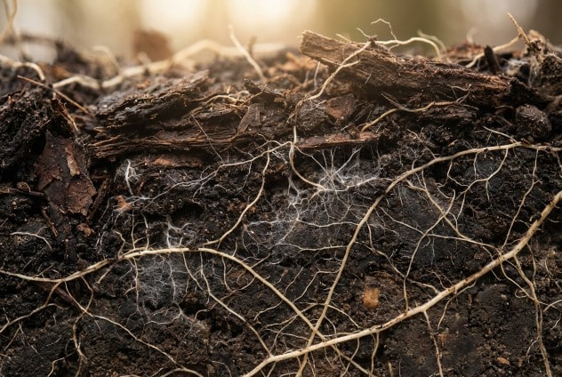 Carbonio suolo respirazione azoto ambiente