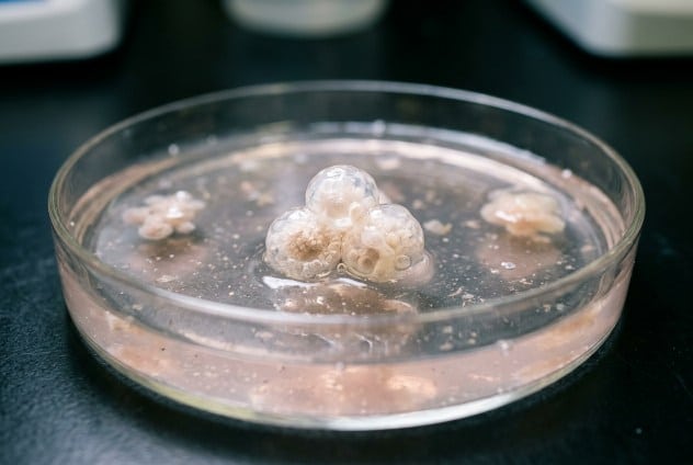 test animali organoidi organ-on-chip laboratorio ricerca biomedica