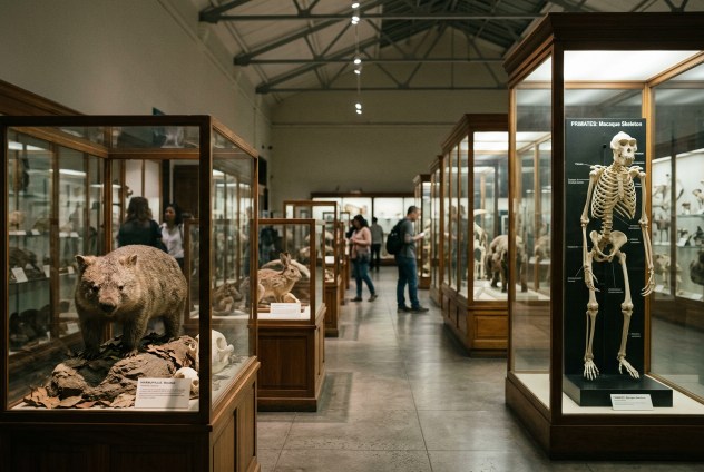 Appendice umana evoluzione convergente mammiferi esemplari museo storia naturale
