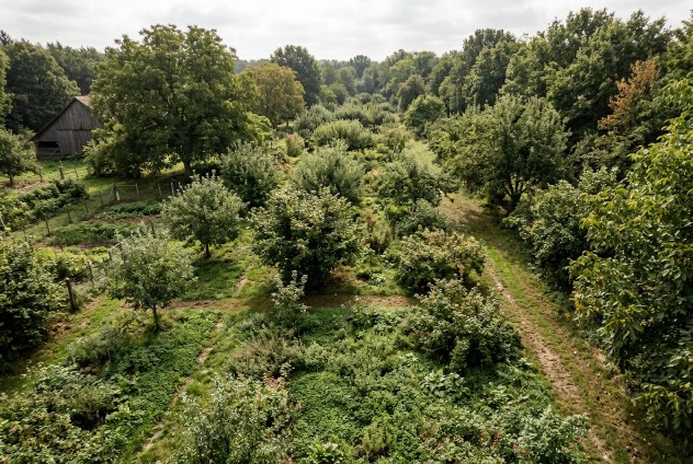 colture perenni foresta alimentare agricoltura sostenibile