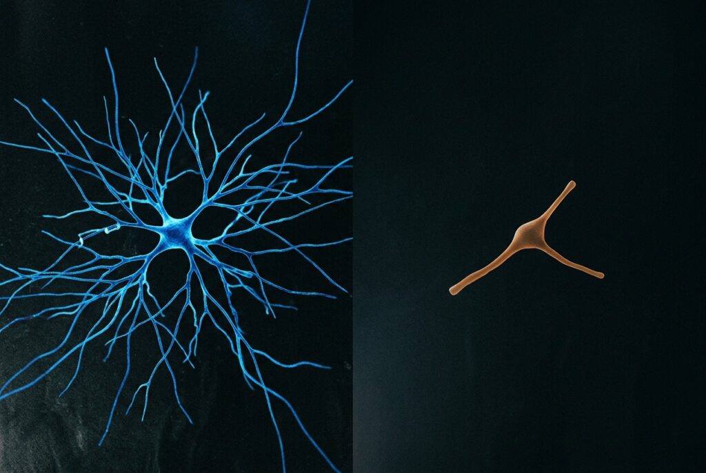 Invecchiamento cognitivo