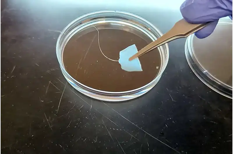 Fibre proteiche