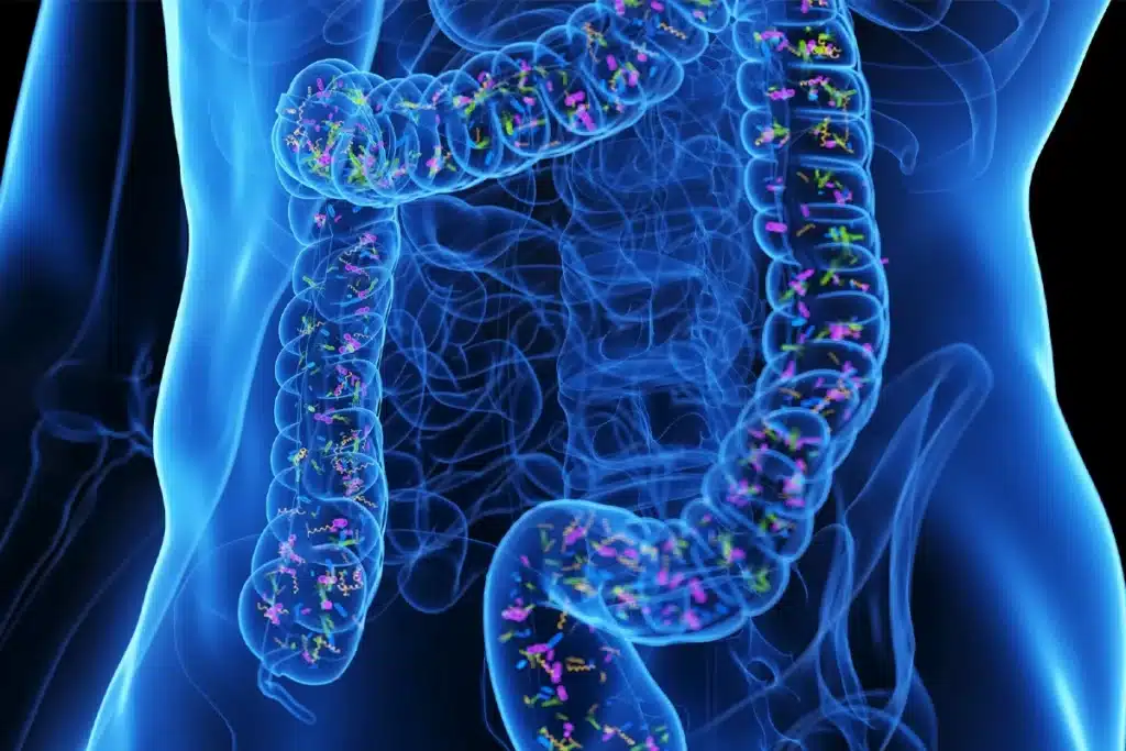 Microbiota colon