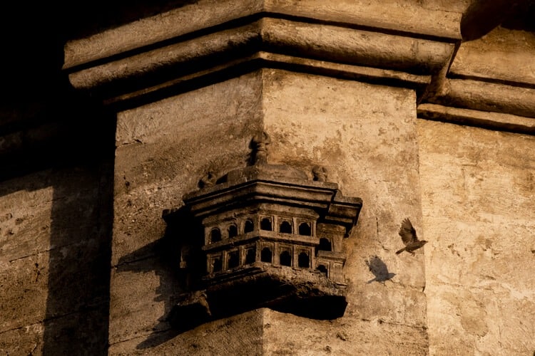 cani randagi architettura multi-specie