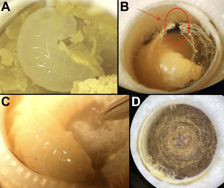 Biomateriale