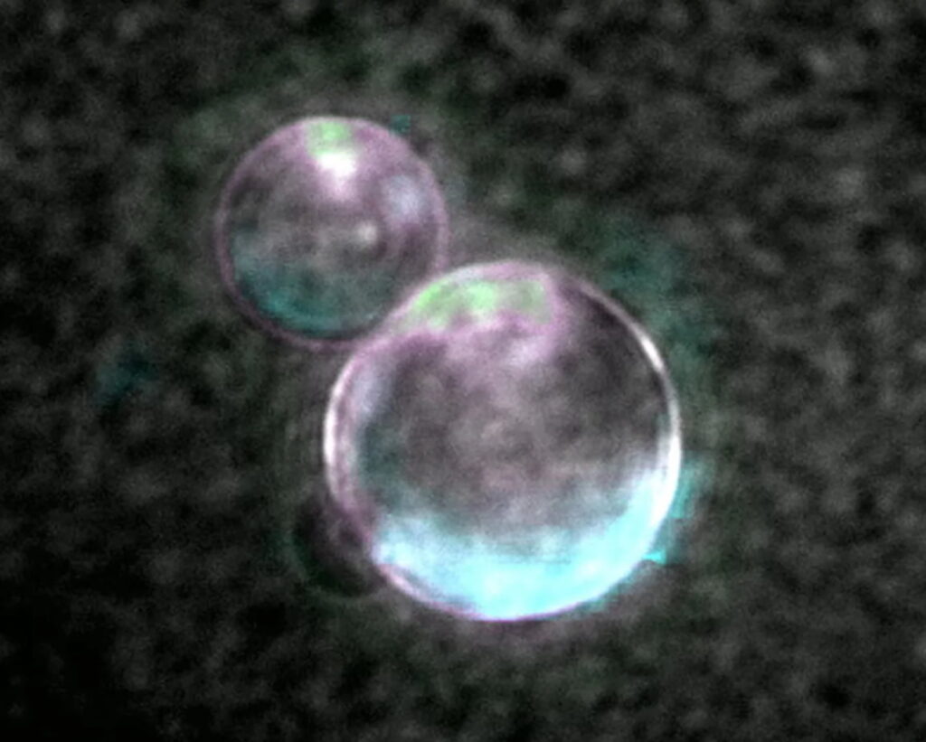 cellula sintetica