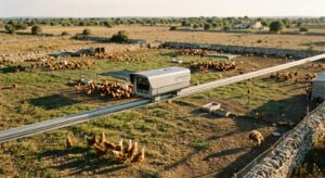 A lightweight AI surveillance camera gliding slowly along a suspended rail ten meters above a vast open-air free-range chicken farm in the Italian countryside, golden afternoon sunlight illuminating thousands of hens roaming freely across a sprawling 25,000 square meter outdoor enclosure. The camera is small and sleek, mounted on a minimalist track system, with a wide-angle lens pointing downward toward the flock below. A few hens are visible in close detail on the ground — healthy ones moving in groups, and one slightly isolated bird near a fence corner with a subtly drooping posture. The landscape is rural Salento, flat and sun-bleached, with low dry-stone walls and scrubby Mediterranean vegetation in the background. The mood is documentary and scientific, blending agricultural realism with quiet technological presence. Cinematic editorial photography style, natural warm light, shallow depth of field, high resolution.