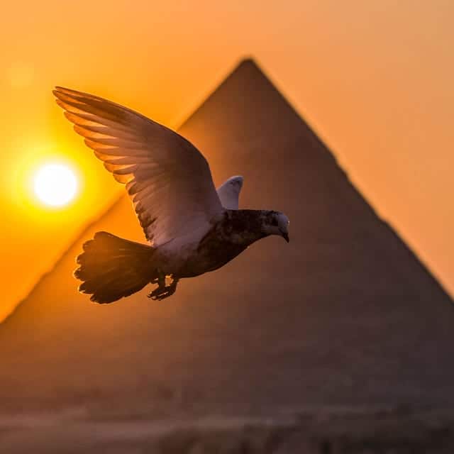 Saqqara bird