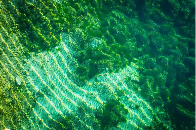 La vita sulla Terra potrebbe essere nata due volte, non una