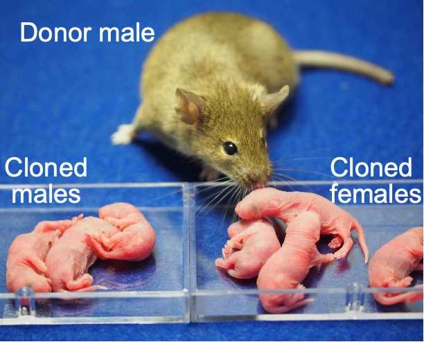 Clonazione