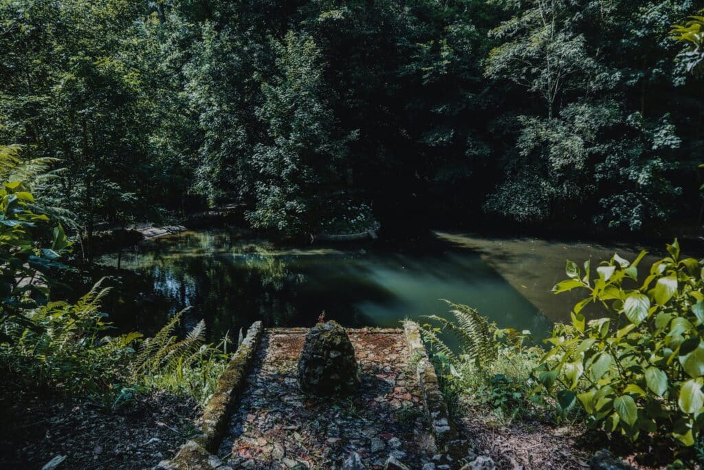 Foresta terapeutica