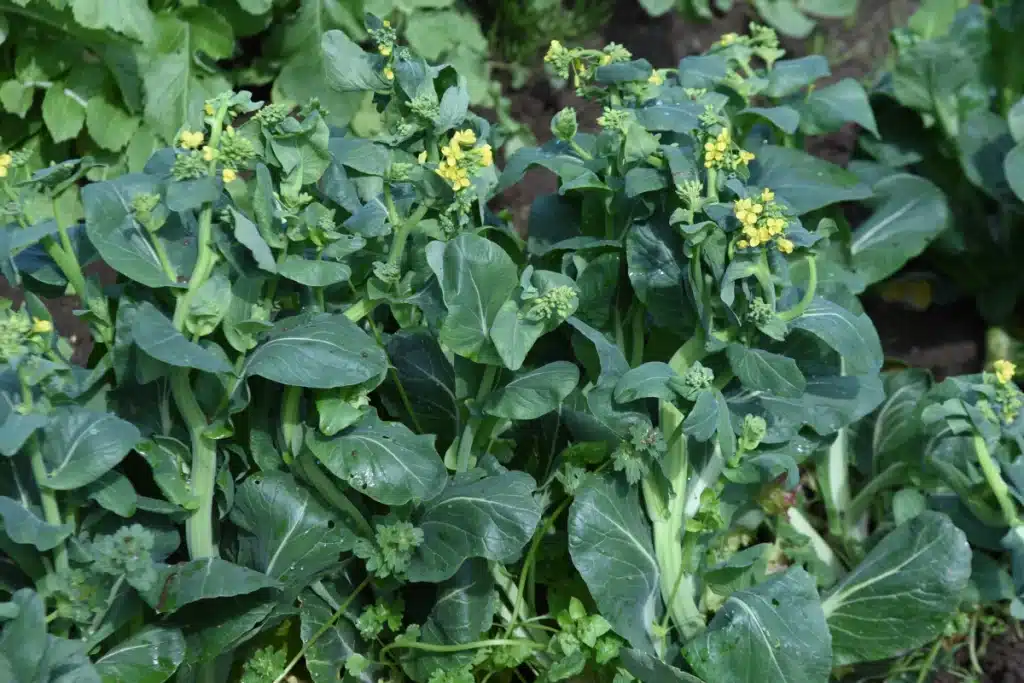 fertilizzante
