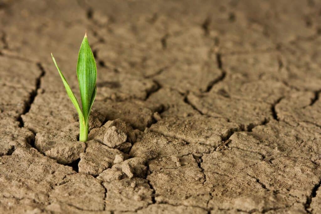 Abu Dhabi, creata "sabbia vivente": trattiene l'acqua e rende fertile il deserto