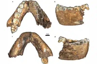 Homo erectus