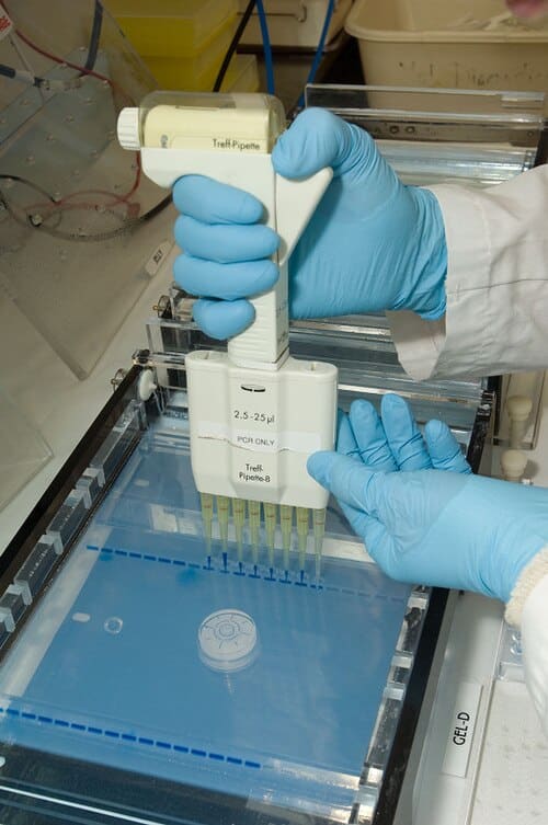 Tecnico di laboratorio che carica campioni di DNA in un gel per l'elettroforesi, una delle tecniche di base con cui si arriva a leggere un aplotipo