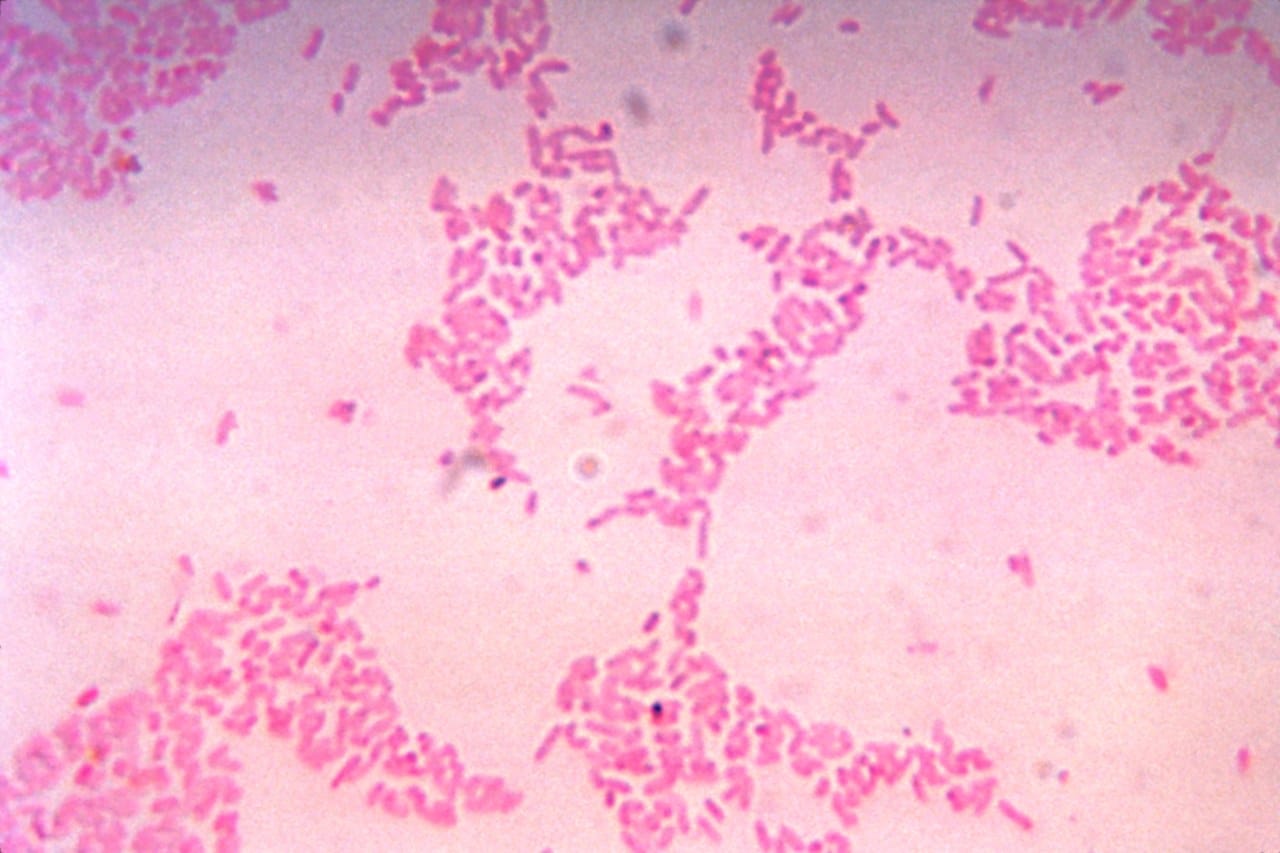 Colonie di batteri dell'intestino umano al microscopio, tra quelli presenti nei neonati