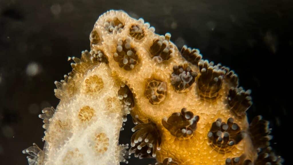 Stanford cura i coralli sbiancati con le alghe di quelli sani