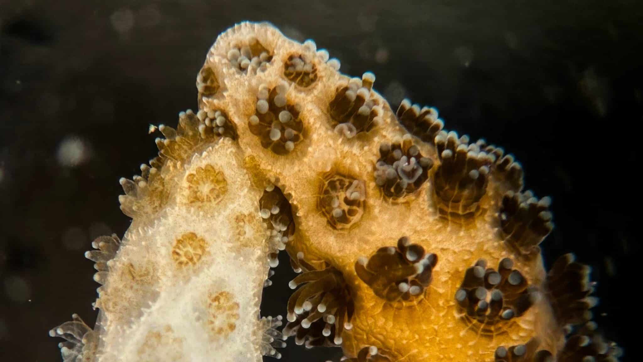 Stanford cura i coralli sbiancati con le alghe di quelli sani