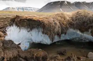Perché stanno stendendo tappeti di legno e cocco sul permafrost in Artico?