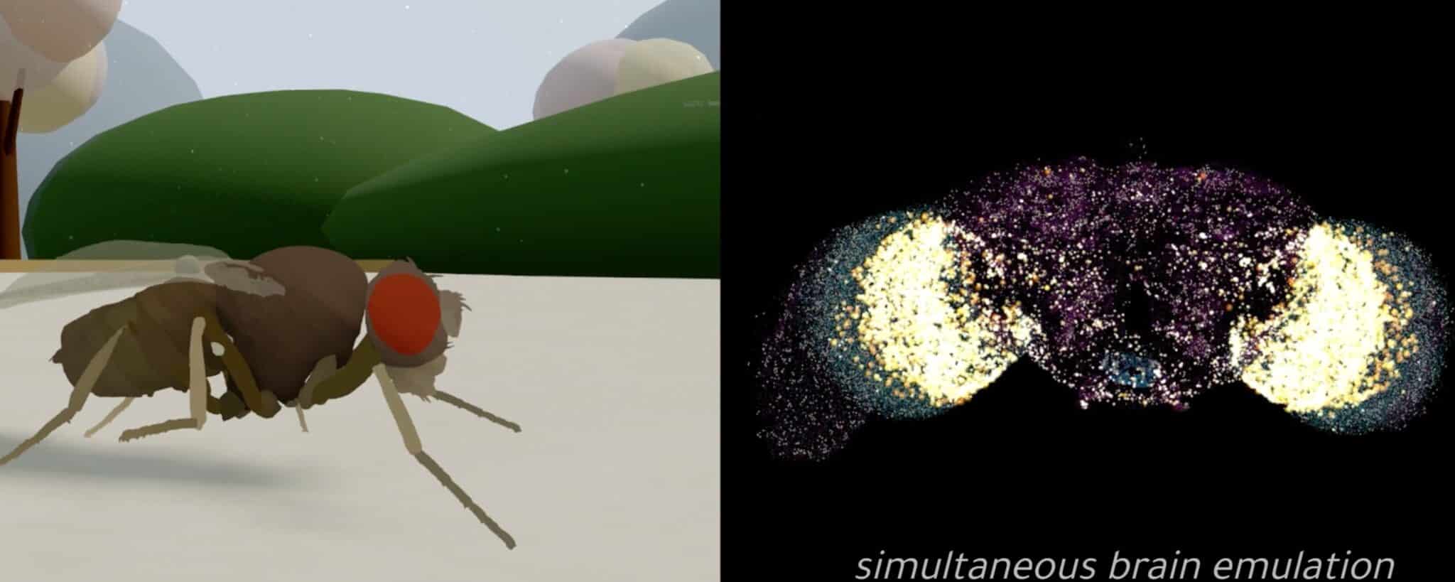 Fotogramma del video di Eon Systems: a sinistra la mosca virtuale, a destra l'attività del suo cervello digitale
