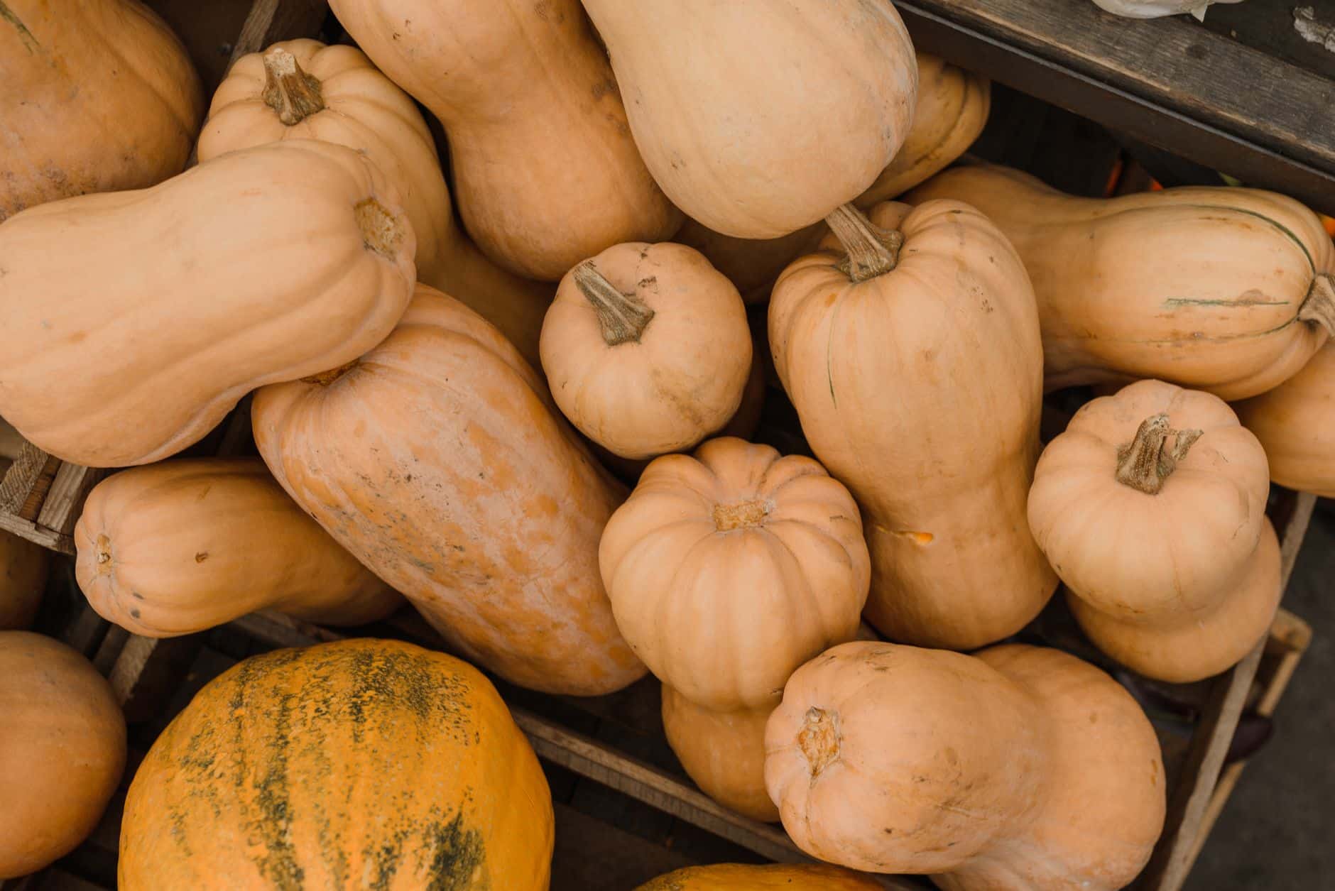 Zucche butternut in casse di legno viste dall'alto. Fibre alimentari