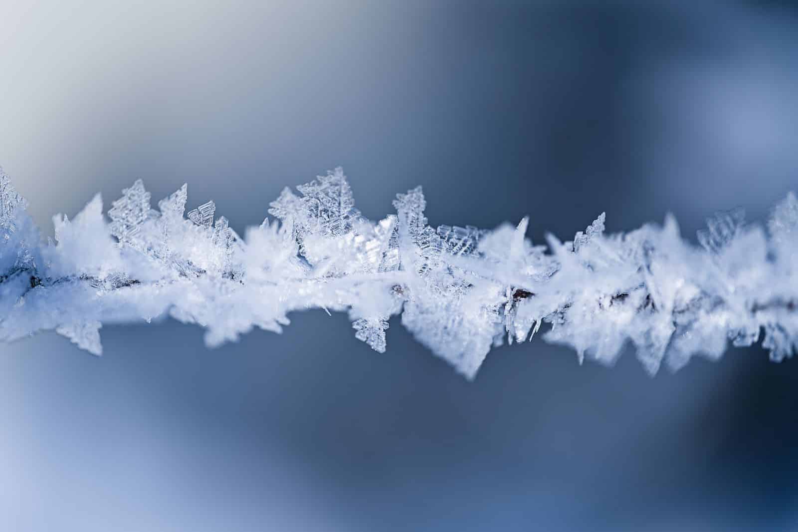 Cristalli di brina su un rametto ripresi da vicino, con lo sfondo sfocato in toni di blu. Freddo e longevità