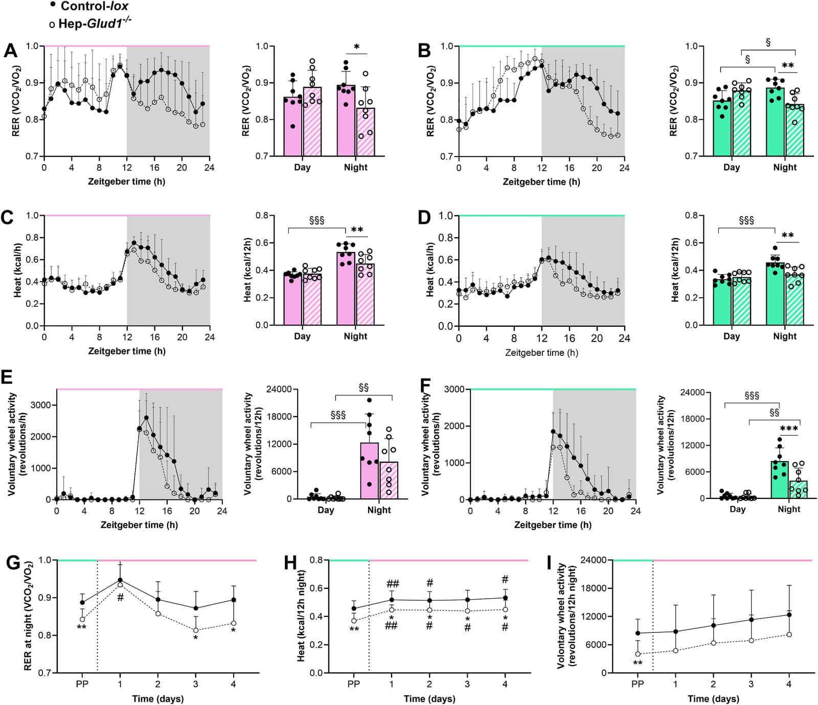 Grafico dell'attività sulla ruota dei topi a dieta con proteine animali e a dieta vegetale, con e senza l'enzima GDH nel fegato