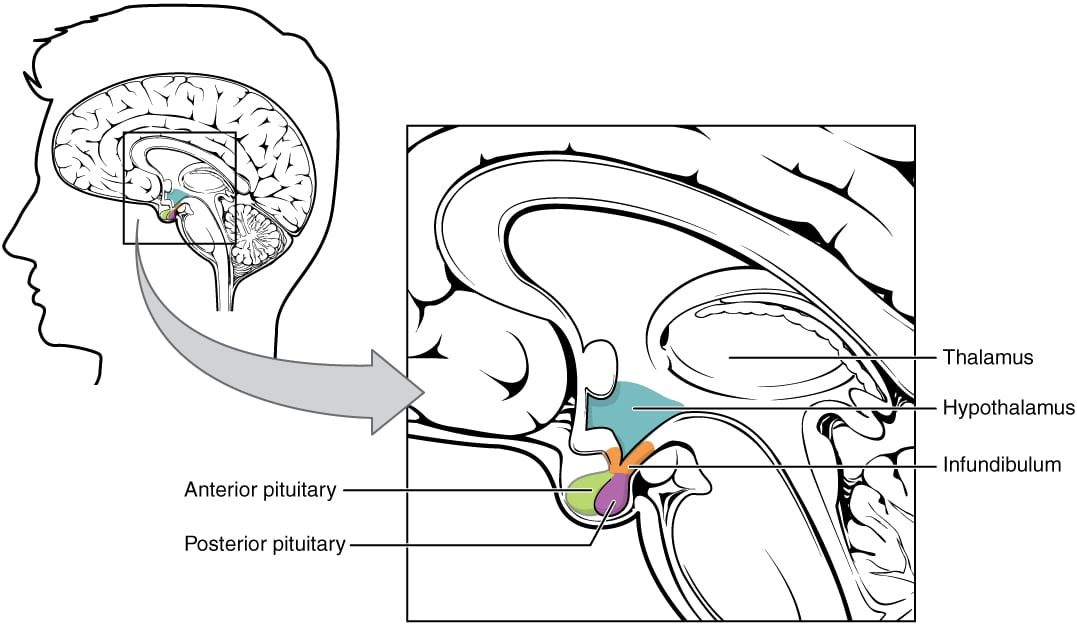 Schema del complesso ipotalamo-ipofisi, la zona del cervello coinvolta nell'iperfagia