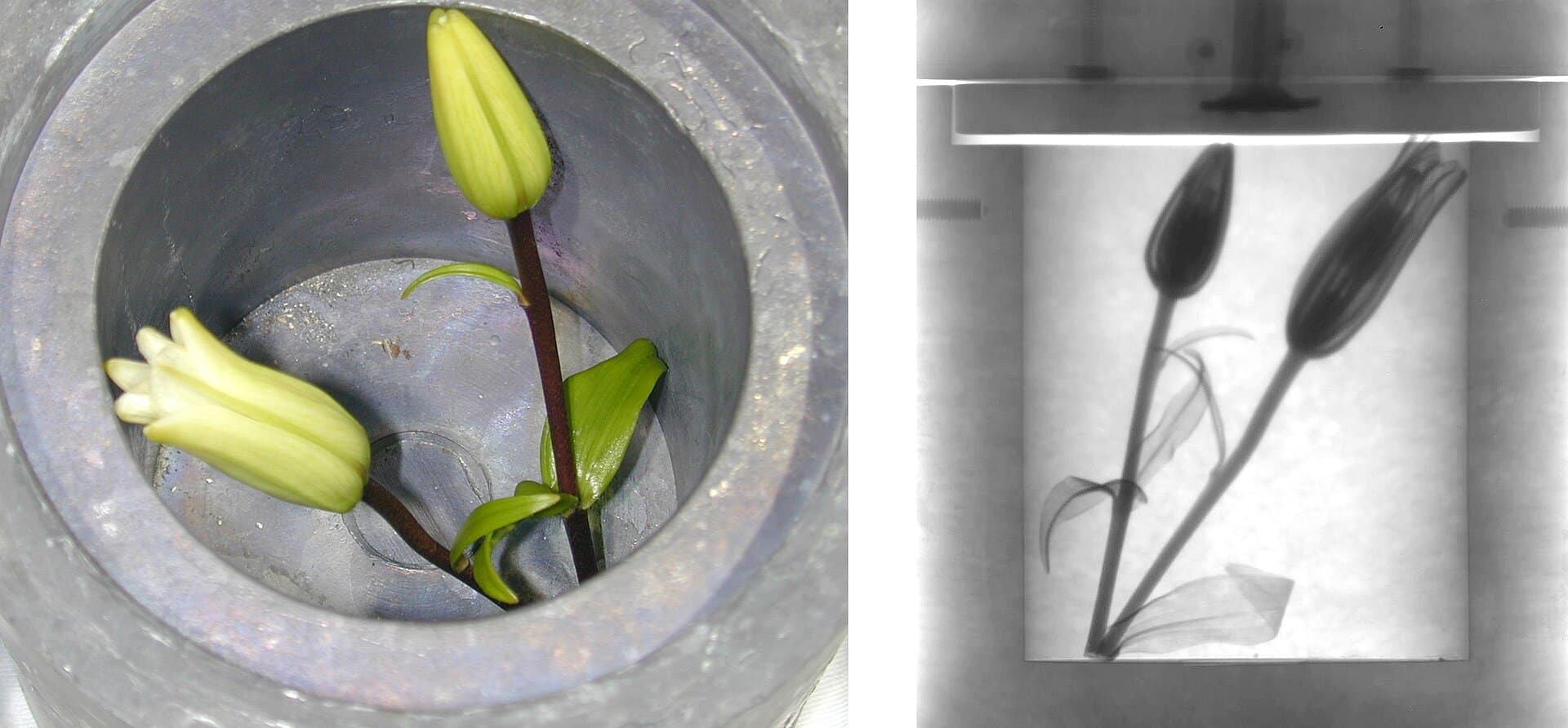 Radiografia a neutroni di gigli dentro un contenitore di piombo, il tipo di immagine per cui Kodak teneva un reattore