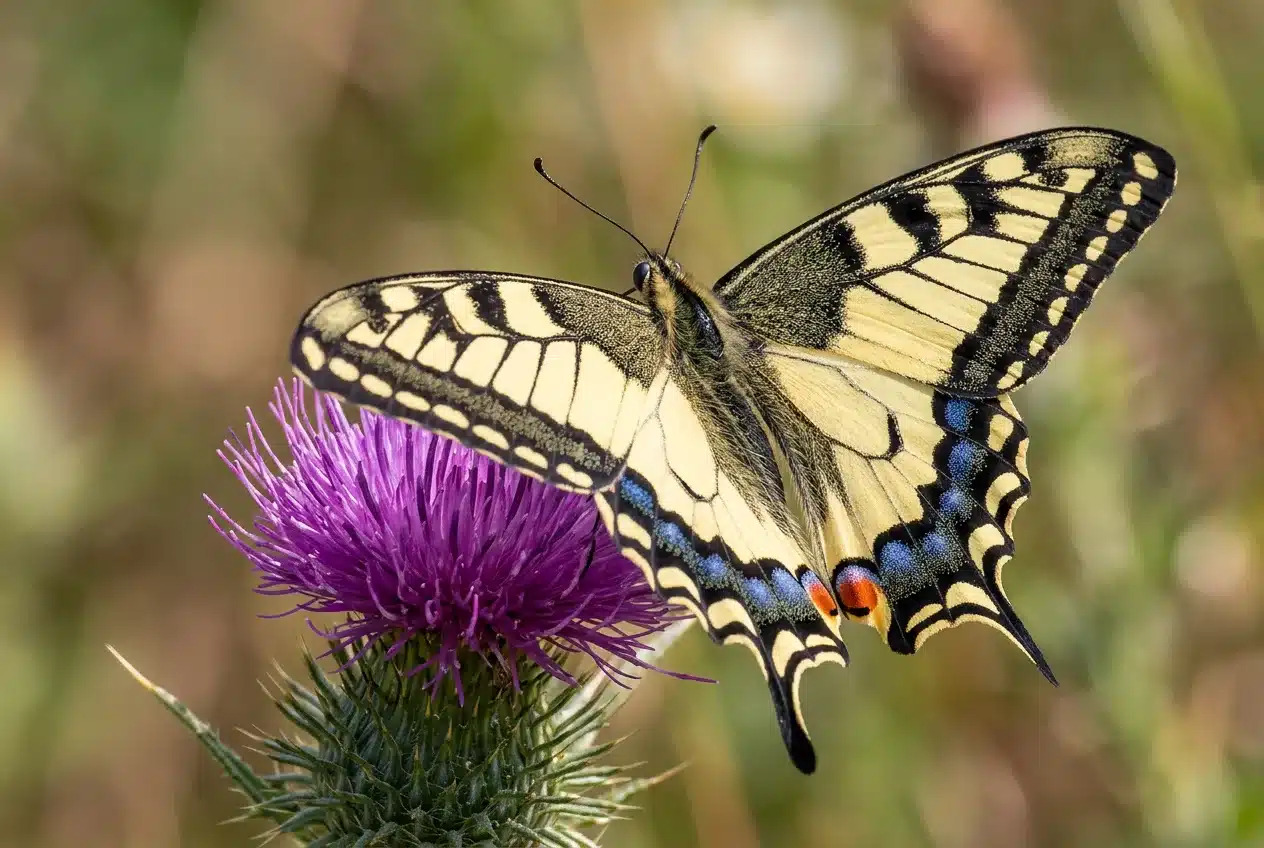 Macaone con le ali aperte posato su un fiore di cardo viola