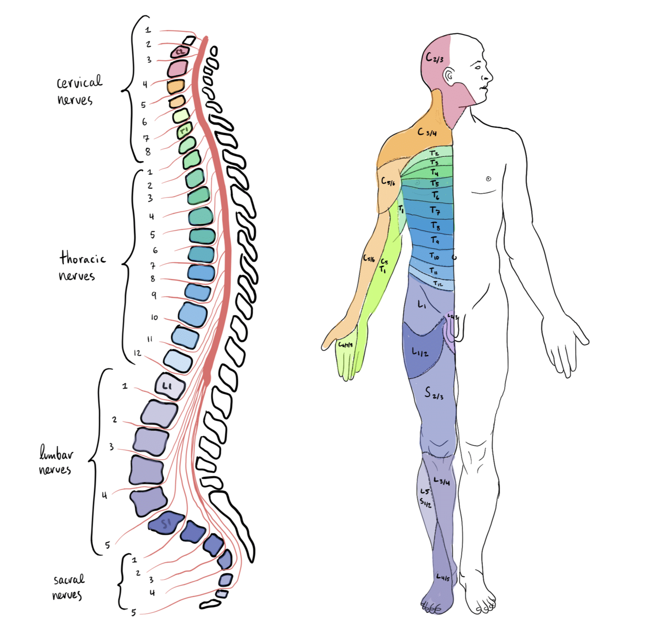 Schema dei segmenti del midollo spinale e delle zone del corpo che ciascuno controlla. Trapianto spinale