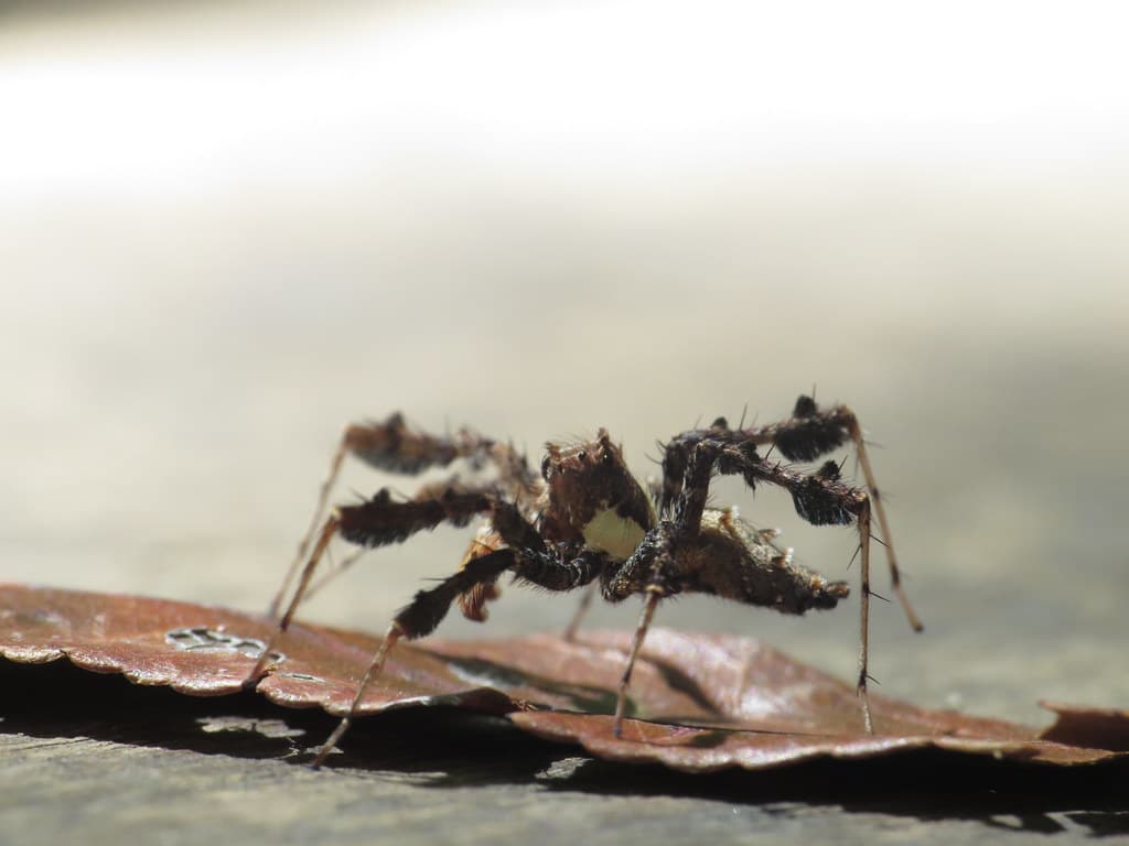 Un ragno Portia fimbriata su una foglia secca, visto di lato con le zampe ricurve. Sonno dei ragni