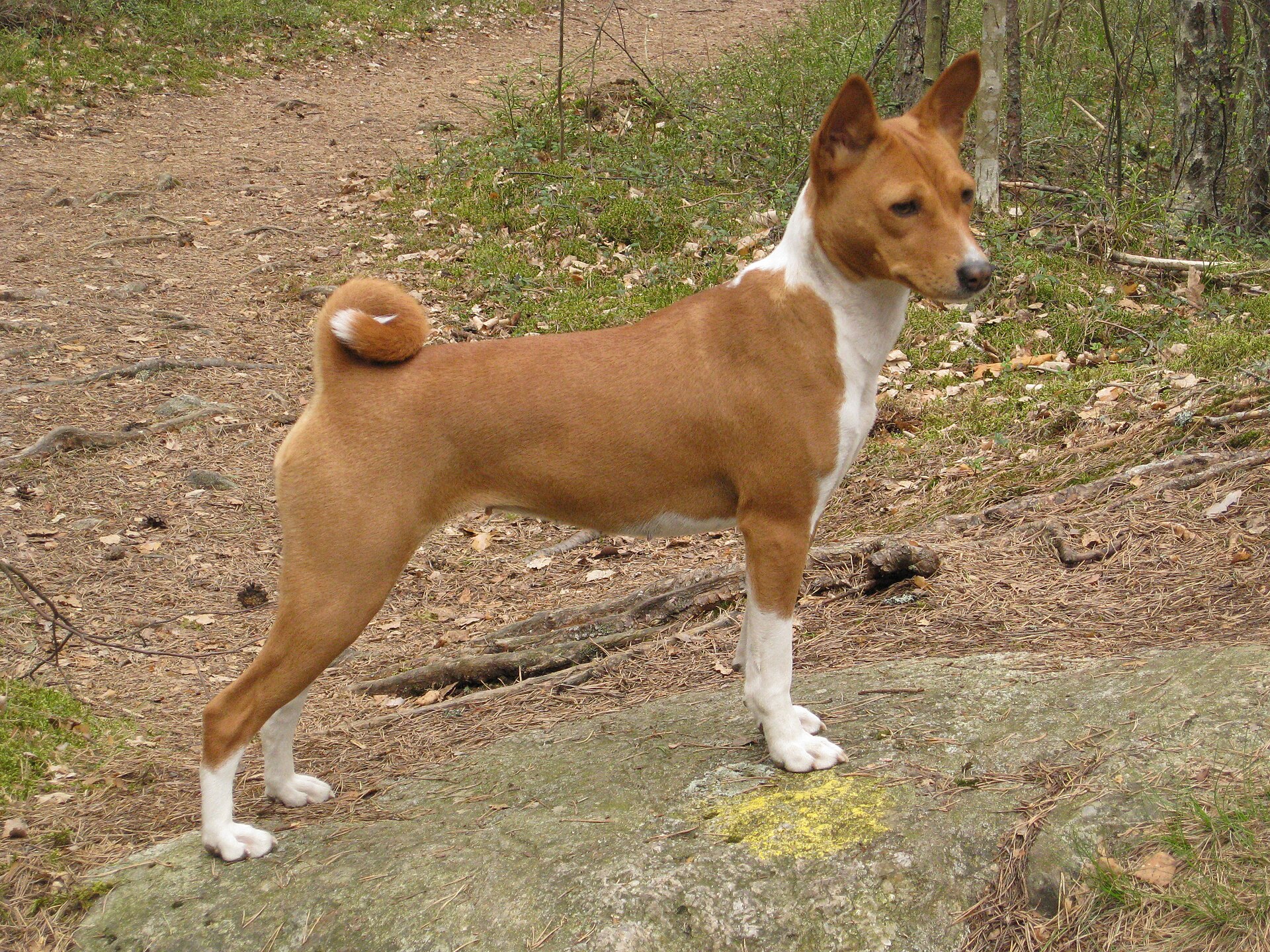Super cane Un basenji in posa su una roccia in un bosco, una delle cinque razze studiate a Bar Harbor