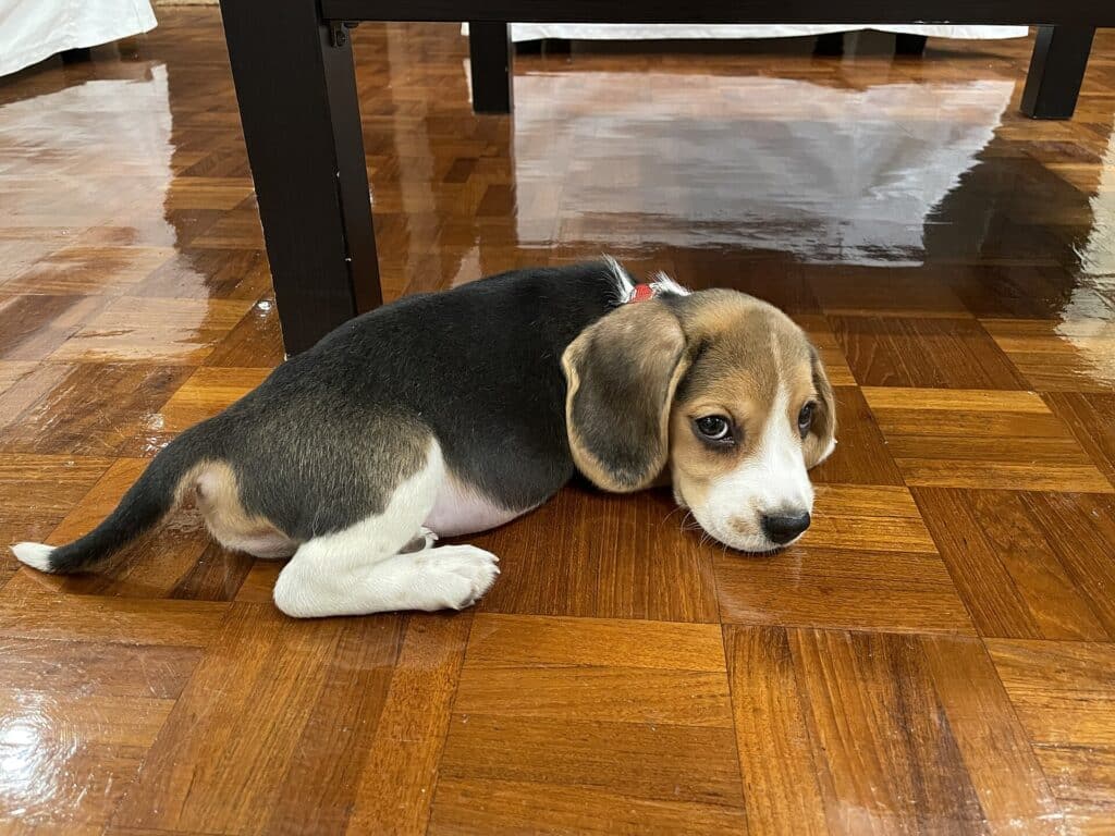 Rockefeller e il progetto (fallito) di creare un "super cane"