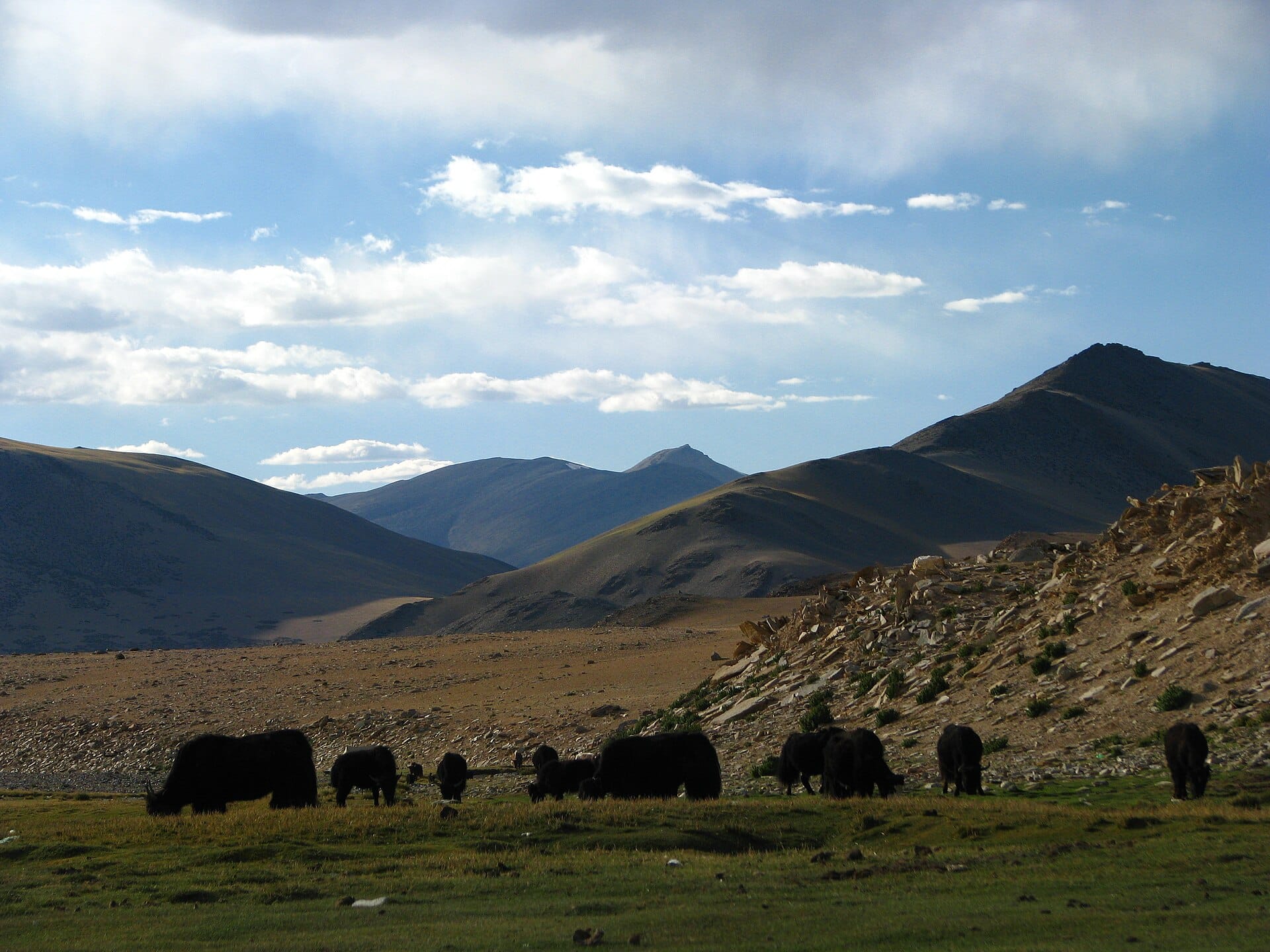 Mandria di yak al pascolo, specie oggetto degli esperimenti di yak clonati